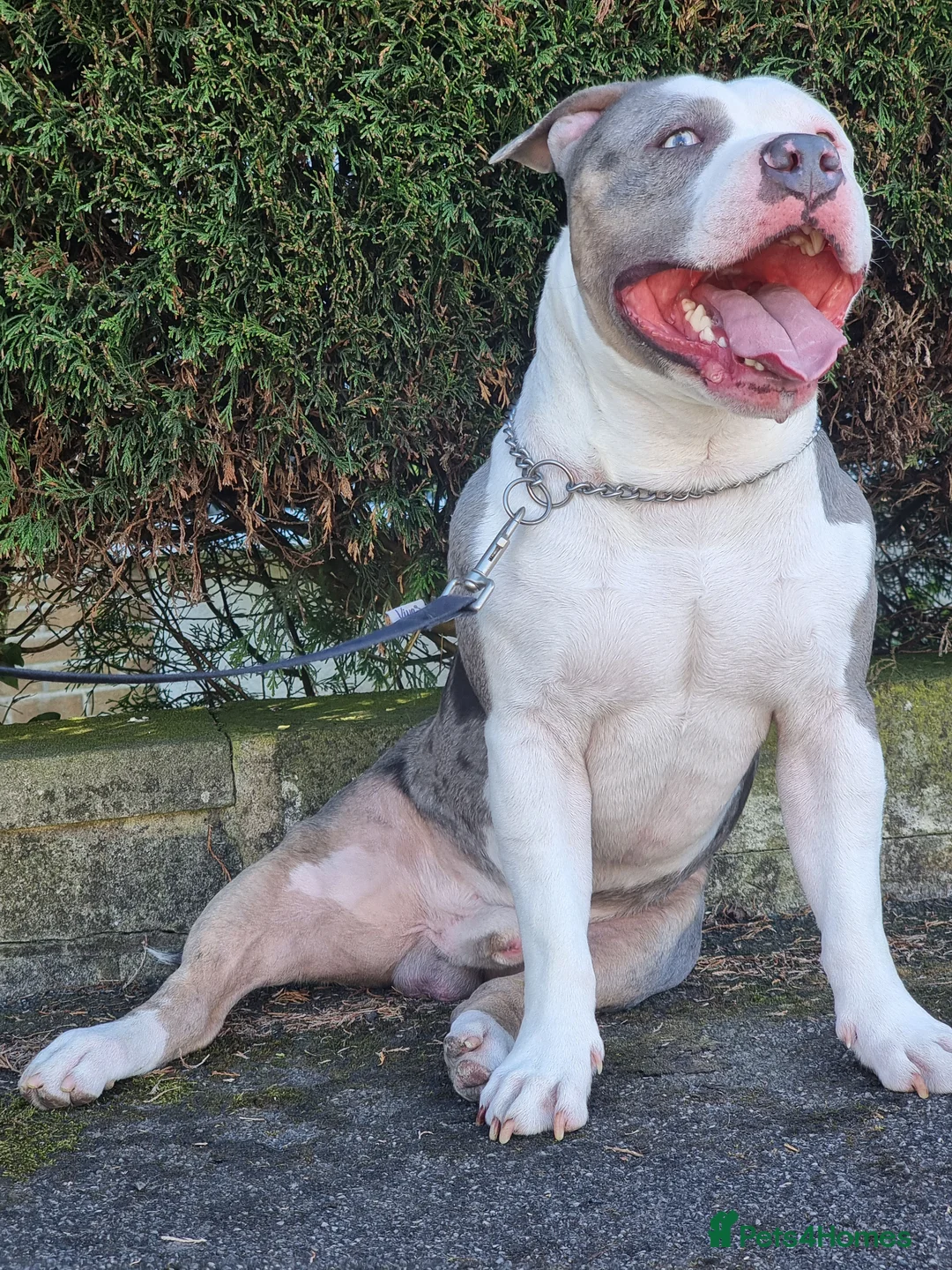 American Bully dogs for sale: American Bully boy is looking for loving home.  in Blackburn - Advert 2