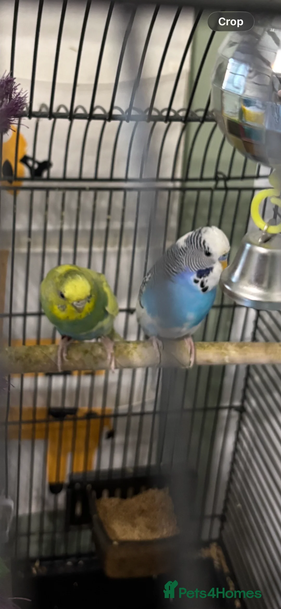 Budgerigars birds for sale: PAIR OF BUDGIES WITH CAGE ETC CAGE ONLY 2 MTHS OLD - Advert 4
