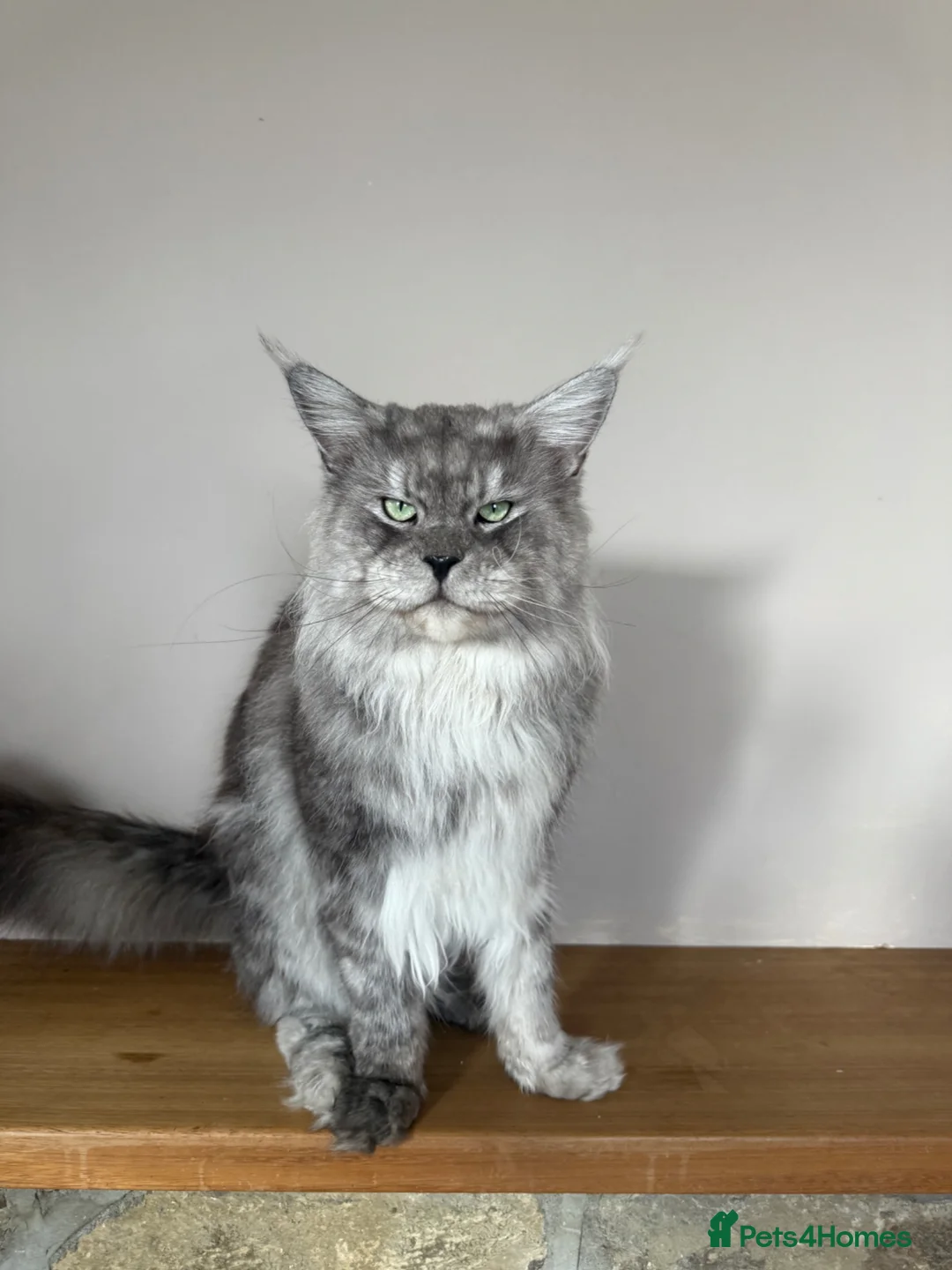 Maine Coon cats for stud: Amazing, very experienced, large boy💙 - Advert 1