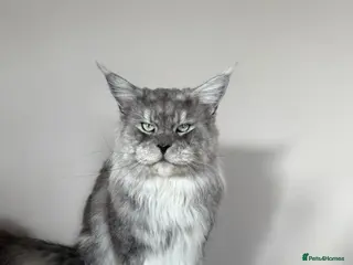 Maine Coon cats for stud: Amazing, very experienced, large boy💙 - Advert 2