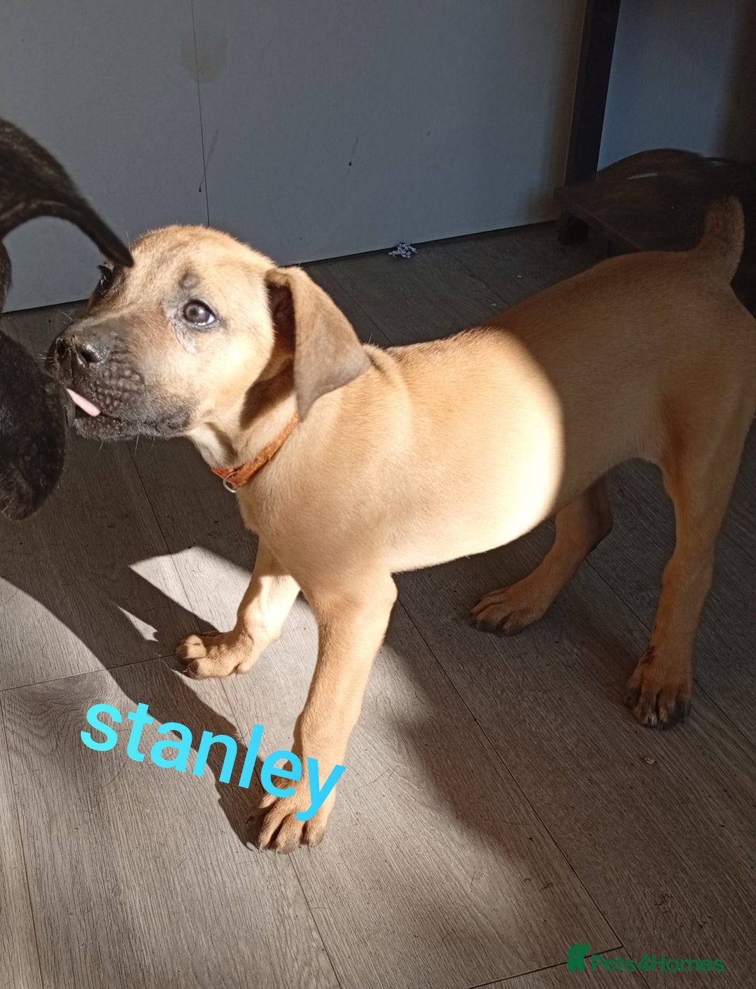 Mixed Breed dogs for sale: Mixed breed pups available  - Image 1
