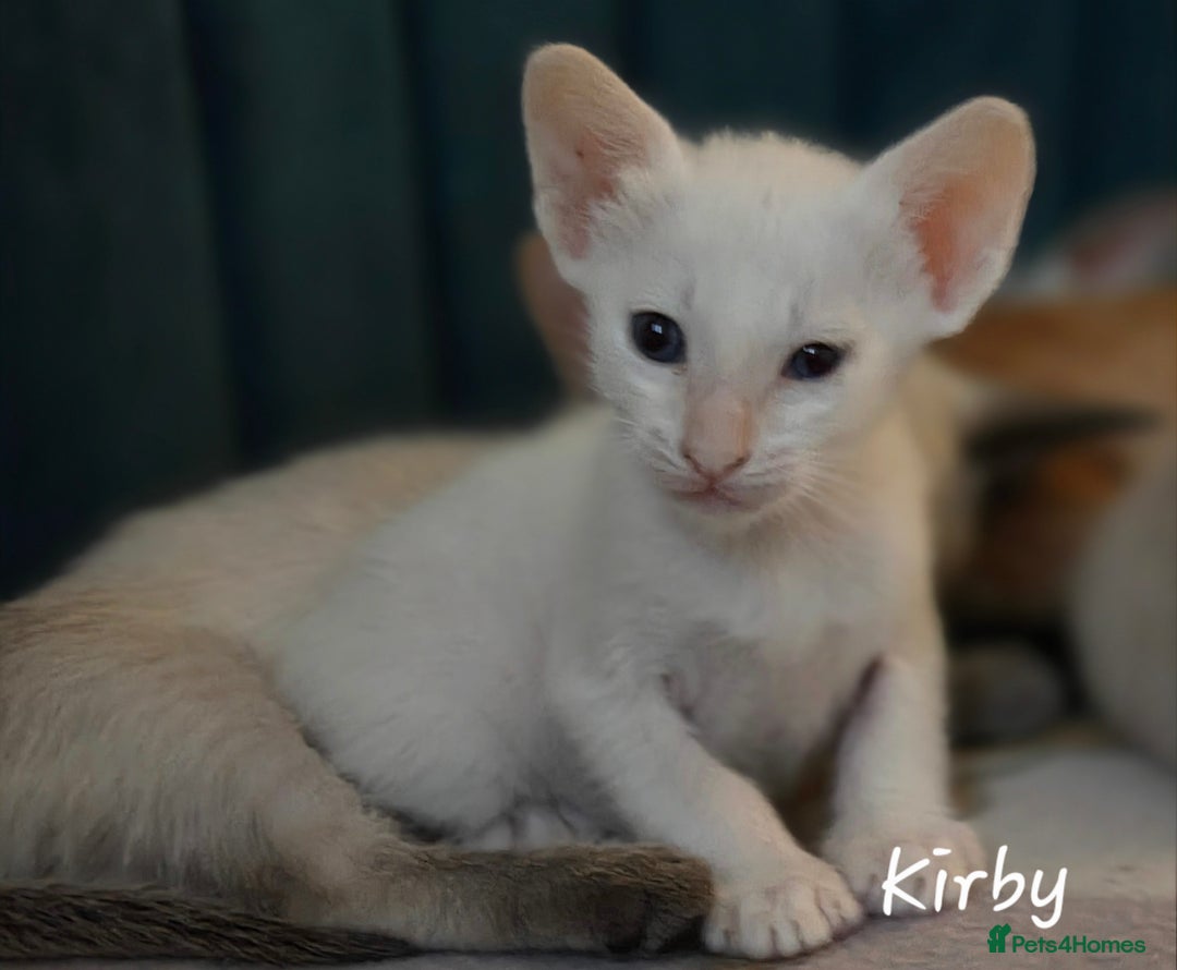 Siamese cats for sale: 8 super soft purebred GCCF reg Siamese - Image 25