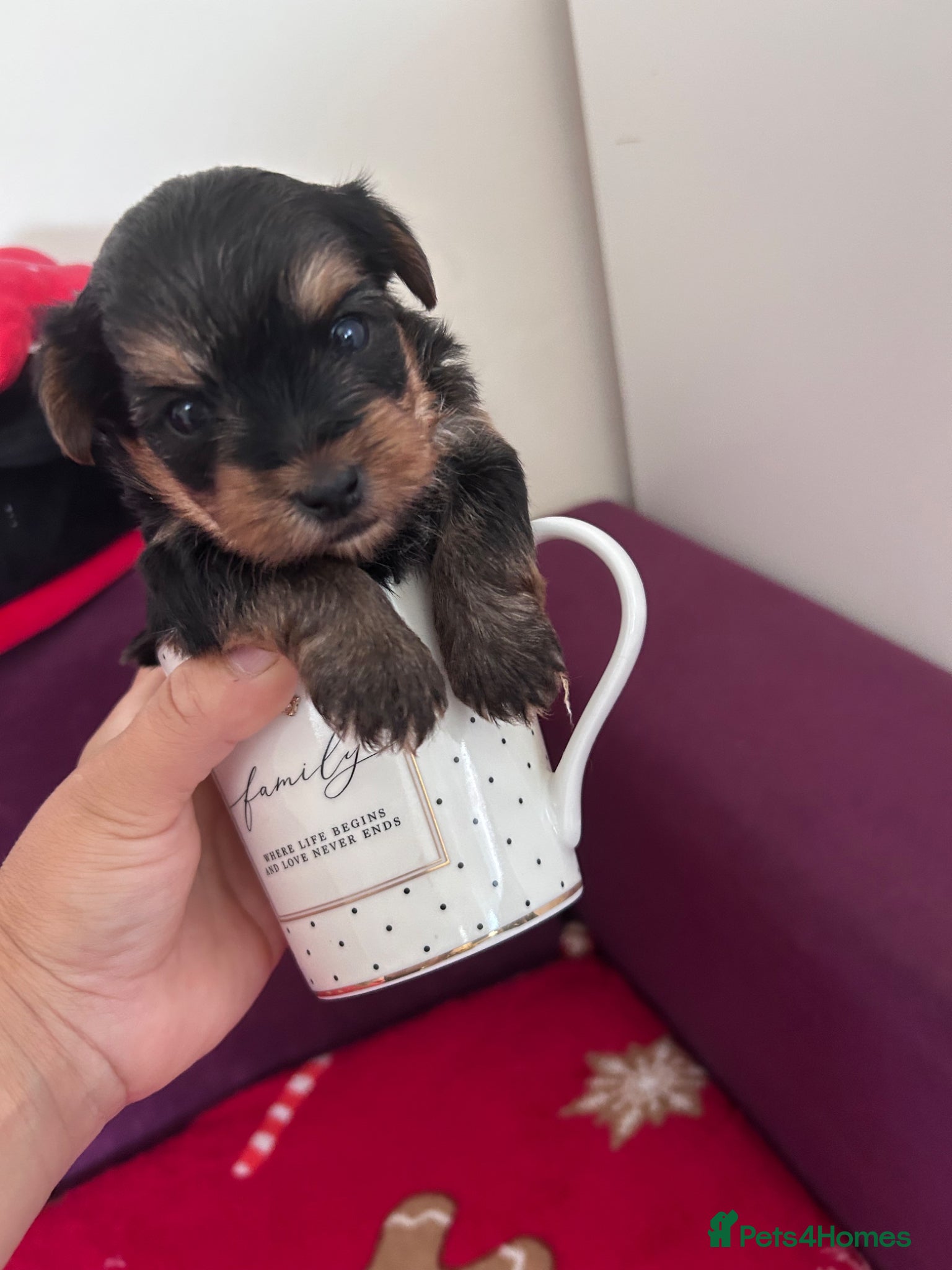 Yorkshire Terrier dogs for sale: Yorkshire Terrier puppiers - Advert 1