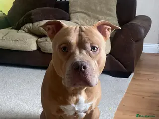 American Bulldog dogs Standard American bulldog - Advert 2