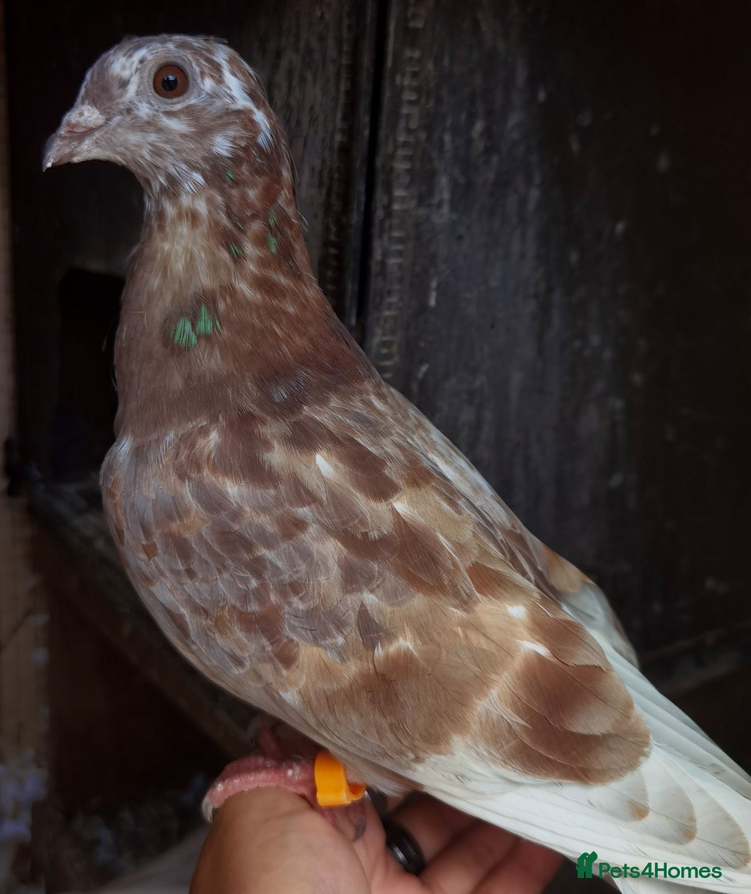 Pigeons birds for sale: Pigeons [Semi Hand-Raised] - Fancy & Racing Breeds - Advert 16