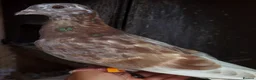 Pigeons birds for sale: Pigeons [Semi Hand-Raised] - Fancy & Racing Breeds - Advert 23