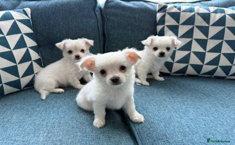 Chihuahua dogs - Advert 12