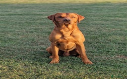 Labrador Retriever dogs for stud: Health tested Fox Red Labrador in Malton - Image 1