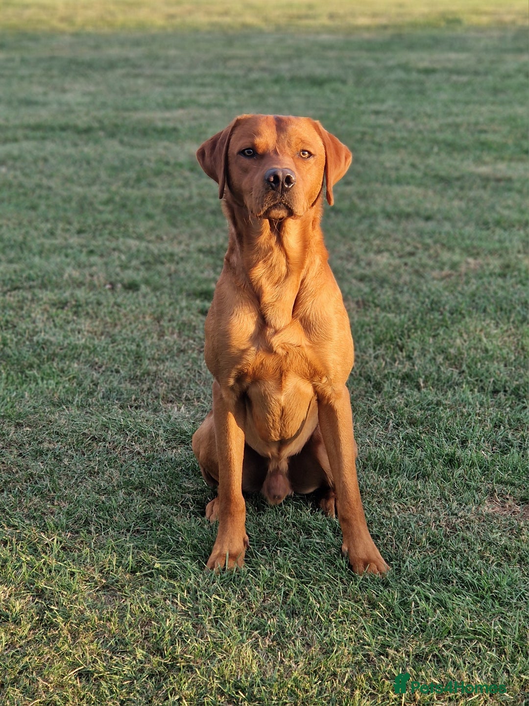 Labrador Retriever dogs for stud: Health tested Fox Red Labrador in Malton - Image 1