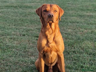 Labrador Retriever dogs KC Registered Health tested Fox Red Labrador in Malton - Advert 11