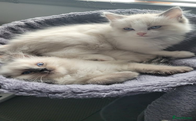 Ragdoll cats - Advert 6