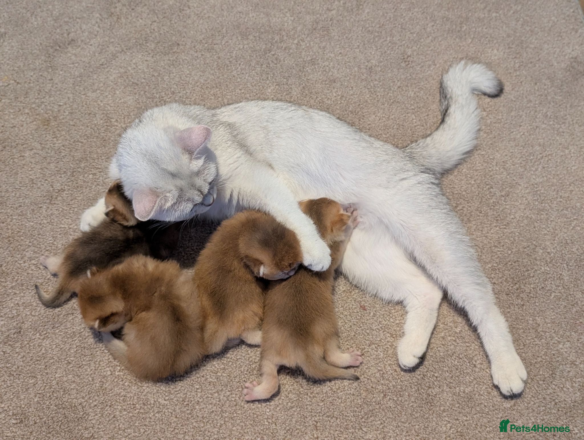 British Shorthair cats TICA Registered British Shorthair Golden Kittens - Advert 2