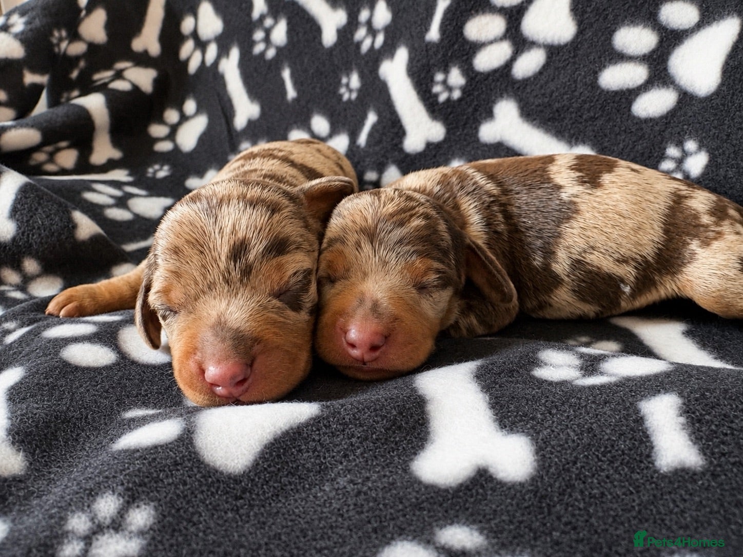 Miniature Dachshund dogs 🤎Beautiful Dapple Miniature Dachshund Puppies🤎 - Advert 3