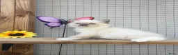 Ragdoll cats for sale: Full breed ragdoll kitten - Advert 8
