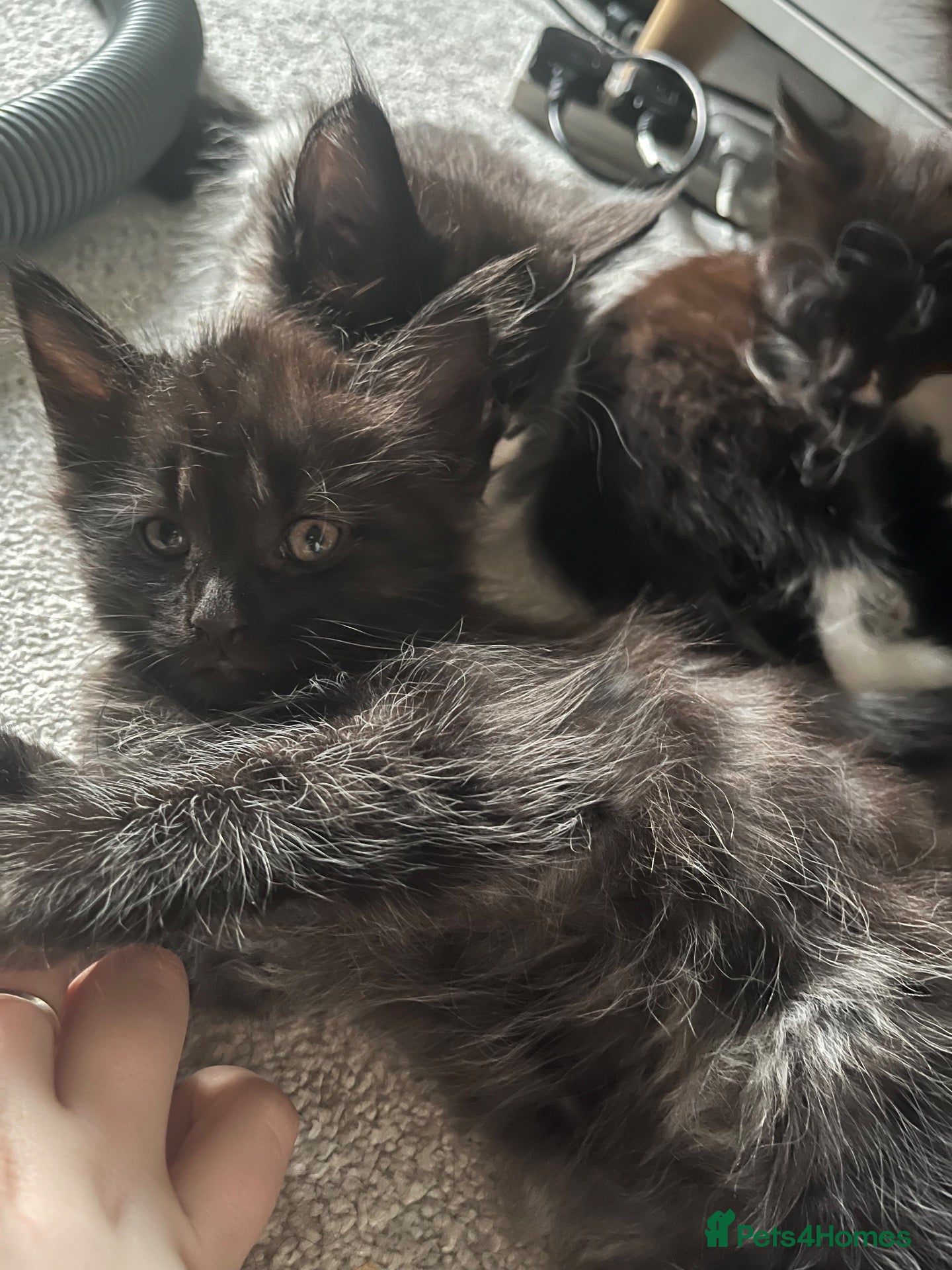 Maine Coon cats Tuxedo Maine coon kittens  - Advert 1
