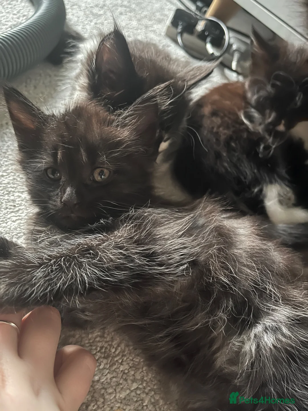 Maine Coon cats for sale: Tuxedo Maine coon kittens  - Advert 1