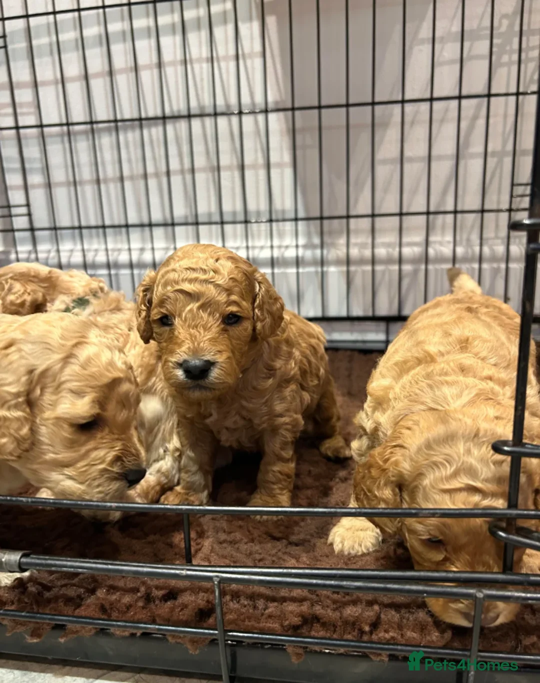Cockapoo dogs for sale: Adorable Cockapoo Puppies - Advert 2