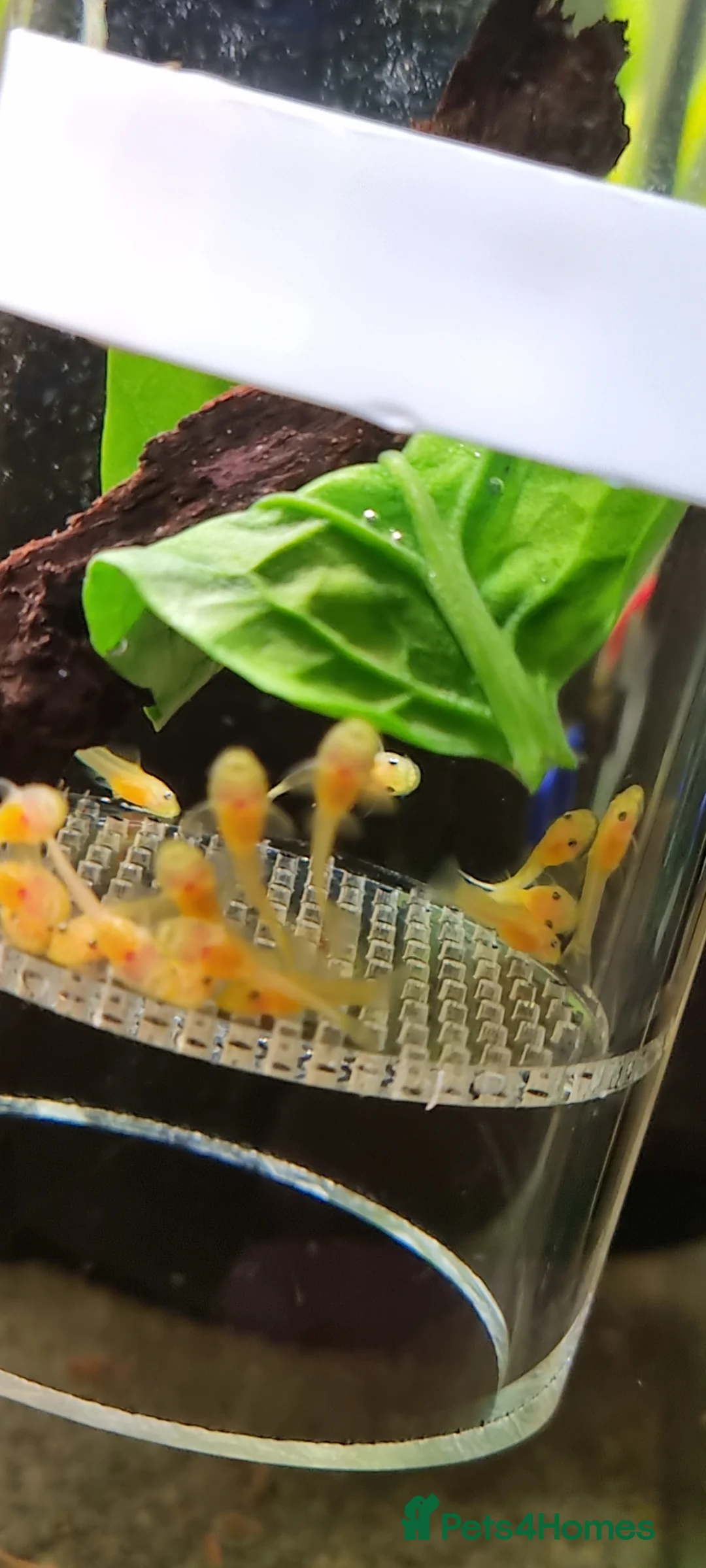 Plecos fish for sale: Blue eyed lemon plecos x15 1 inch+ - Advert 1