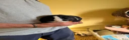 Guinea Pig rodents for sale: 4 Male Guinea Pigs in Hertford - Advert 10