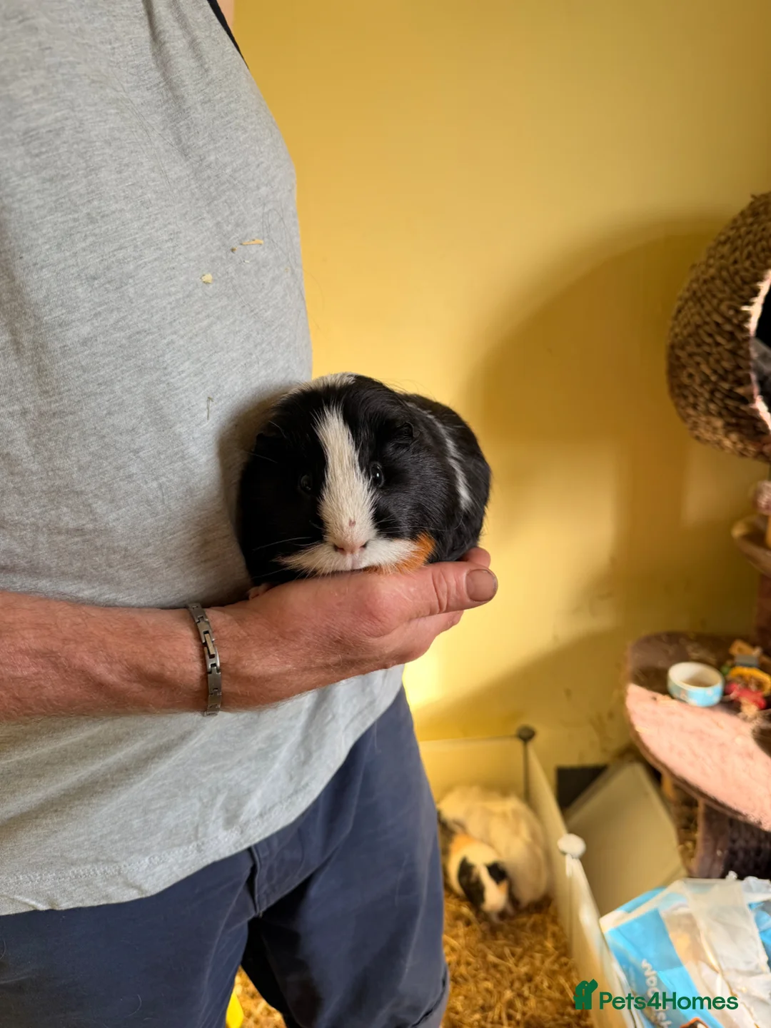 Guinea Pig rodents for sale: 4 Male Guinea Pigs in Hertford - Advert 10