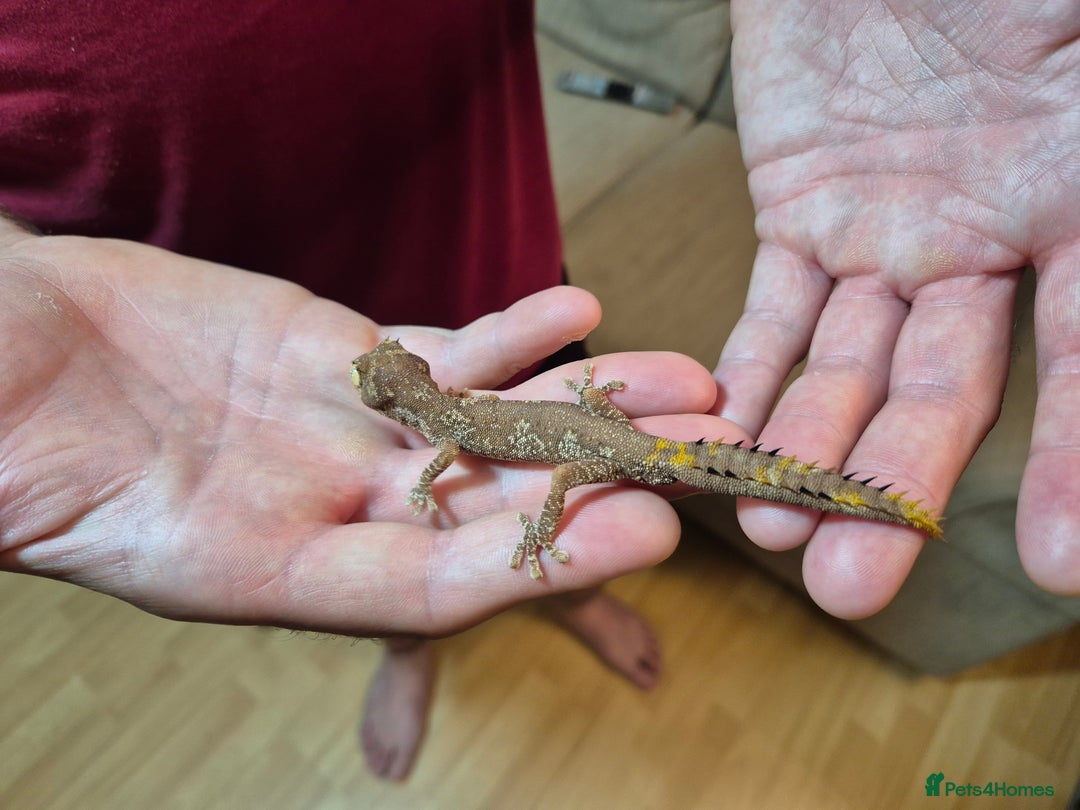 Gecko reptiles for sale: Pair of Northern Spiny tailed geckos and setup - Image 10