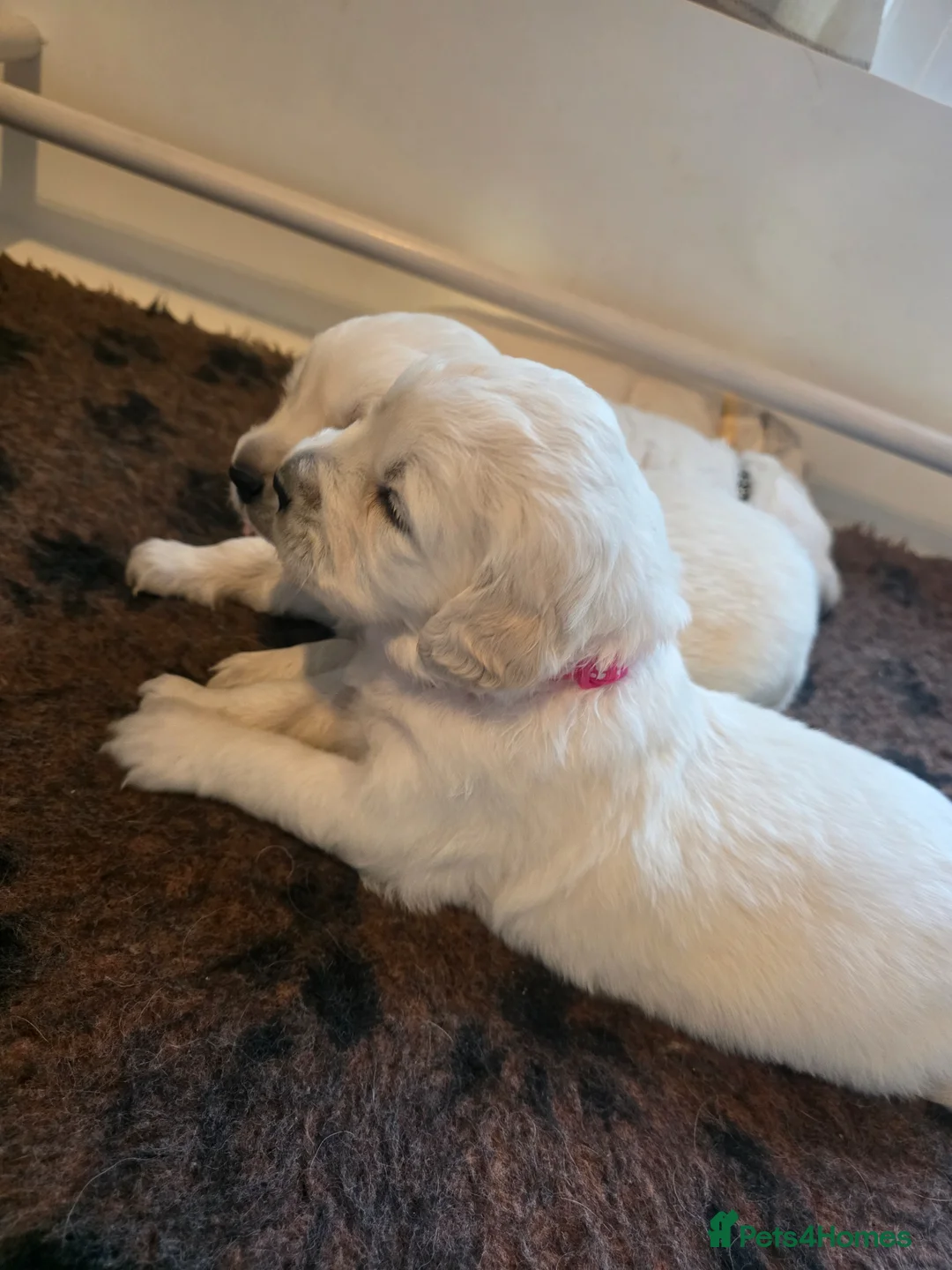 Golden Retriever dogs for sale: Fully Health Tested KC Registered Cream Puppies - Advert 2