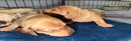 Miniature Dachshund dogs for sale: Isabella & cream dapple puppies  in Barnsley - Advert 9