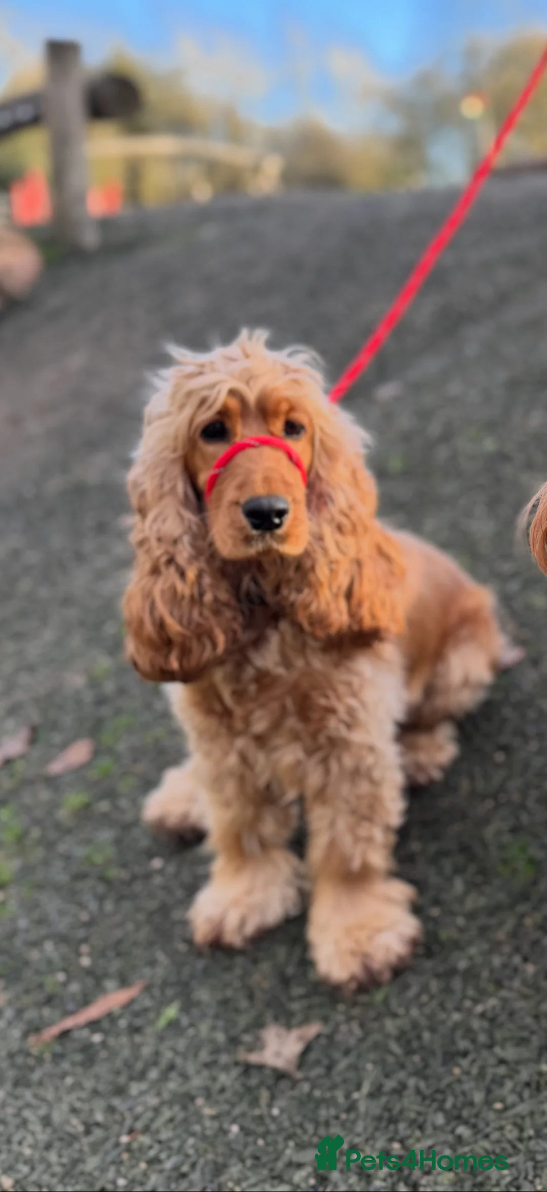 Cocker Spaniel dogs for sale: Show Cocker Looking for a Calm, Loving Home 🐾 - Advert 2