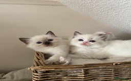 Ragdoll cats for sale: GCCF Seal point and bi colour Ragdoll Kittens - Image 8