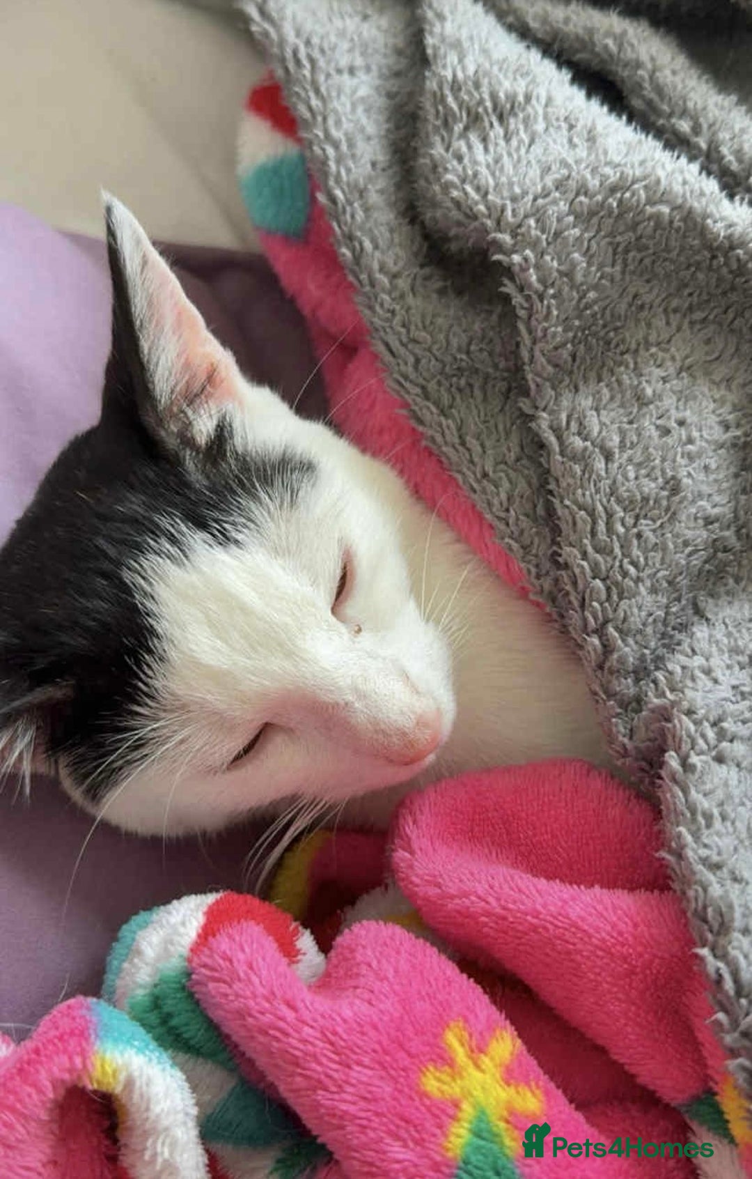 Mixed Breed cats for sale: Gorgeous 8 month old cat for sale  - Advert 2