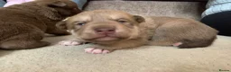 Mixed Breed dogs for sale: Collie mix pups in Gloucester - Advert 25