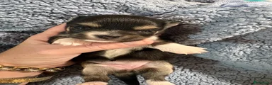 Chihuahua 2
