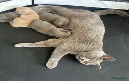 British Shorthair cats for sale: British shorthair kittens  - Image 6