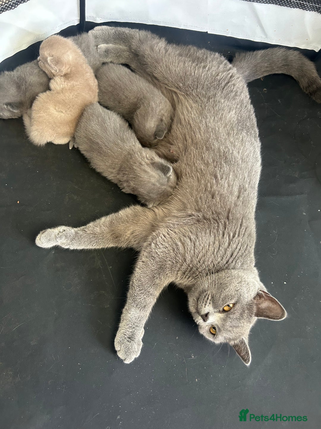 British Shorthair cats for sale: British shorthair kittens  - Image 6