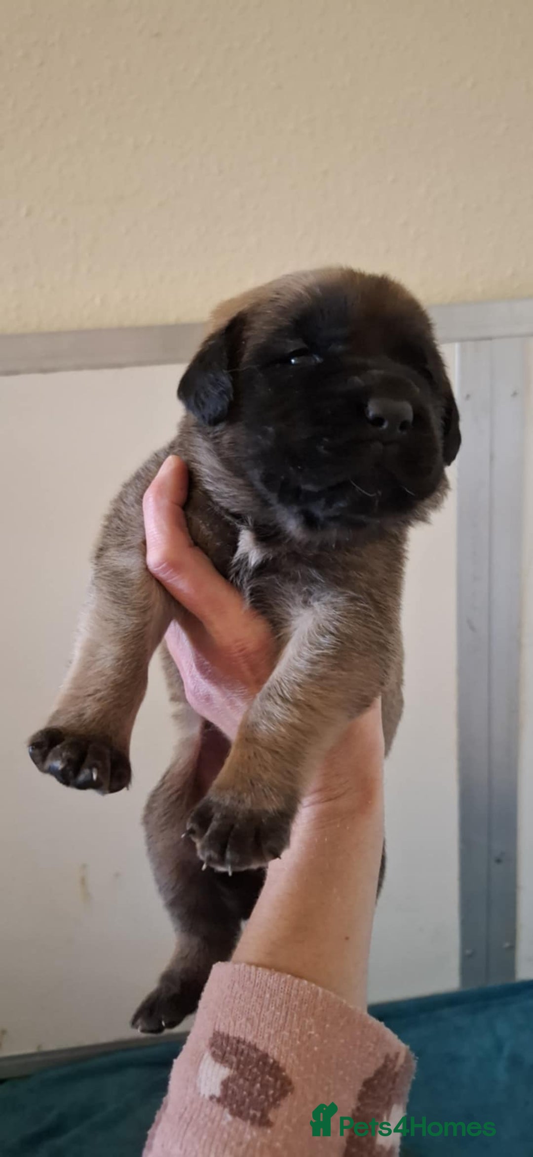 Mastiff dogs for sale: KC English Mastiff puppies - Image 6