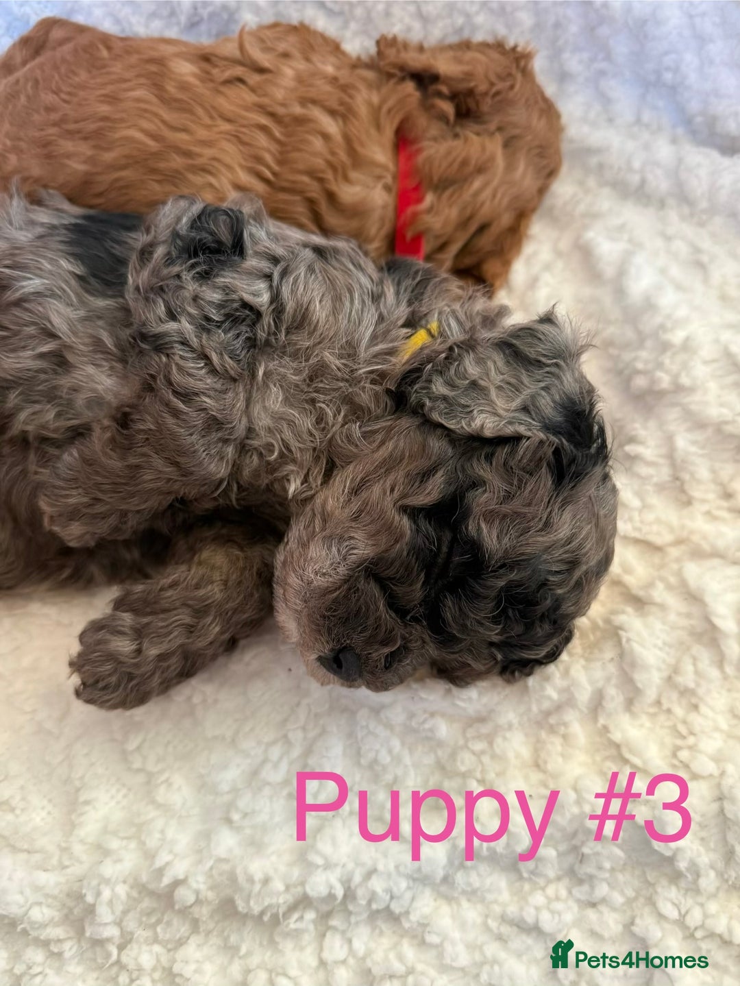Cavapoo dogs for sale: Stunning Merle toy f1b Cavapoo puppies - Advert 7