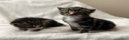 Mixed Breed cats for sale: *2 left* Gorgeous kittens ✨ in Cardiff - Advert 7