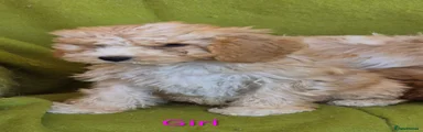 Cavapoo 4