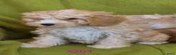 Cavapoo dogs for sale: Beautiful Cavapoo Puppies  - Advert 10