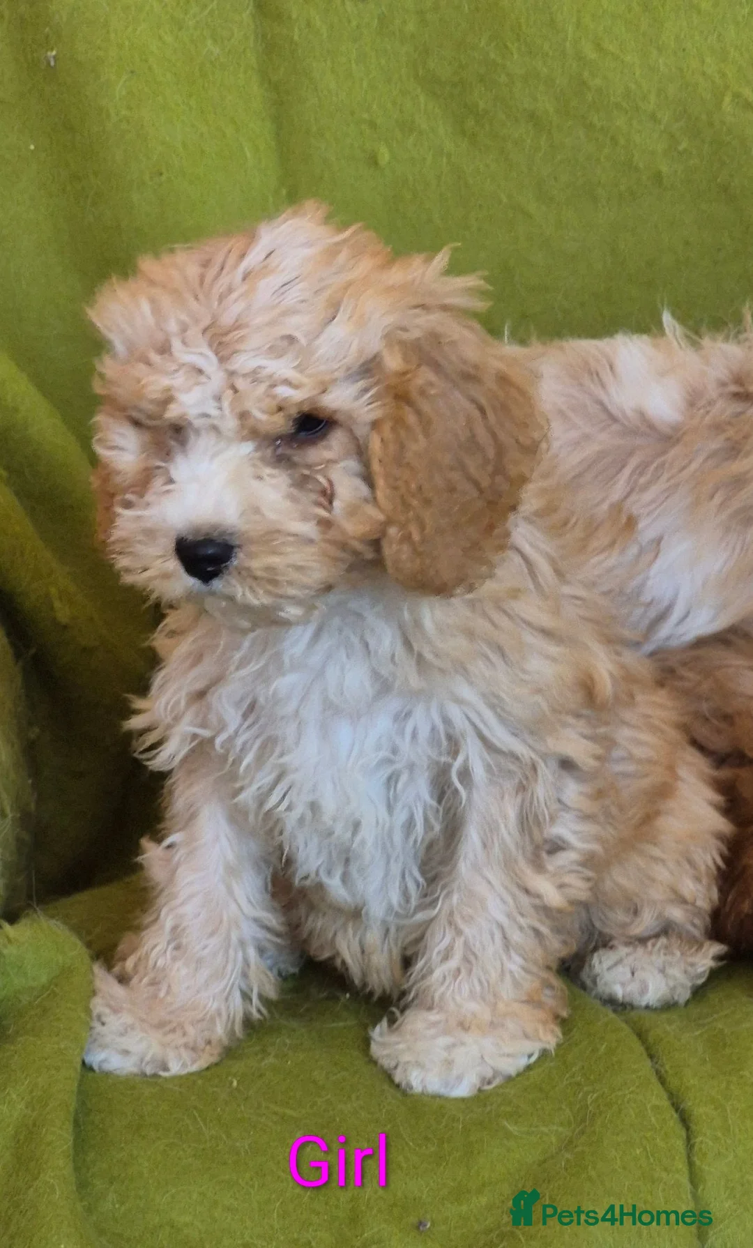 Cavapoo dogs for sale: Beautiful Cavapoo Puppies  - Advert 10