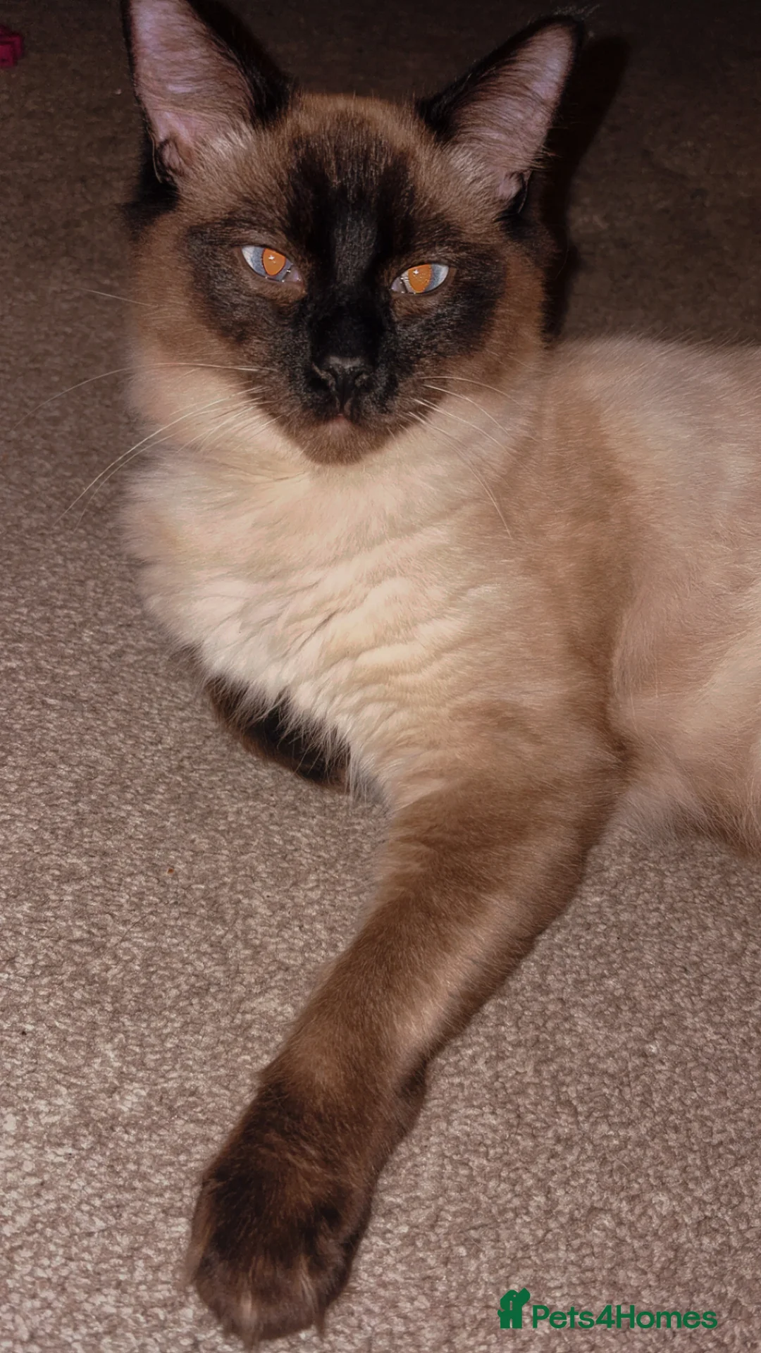 Ragdoll cats for sale: 1 year old Male ragdoll in Ammanford - Advert 3