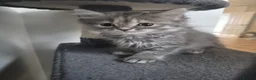 Siberian cats for sale: 7 hypoallergenic Siberian kittens  in London - Advert 11