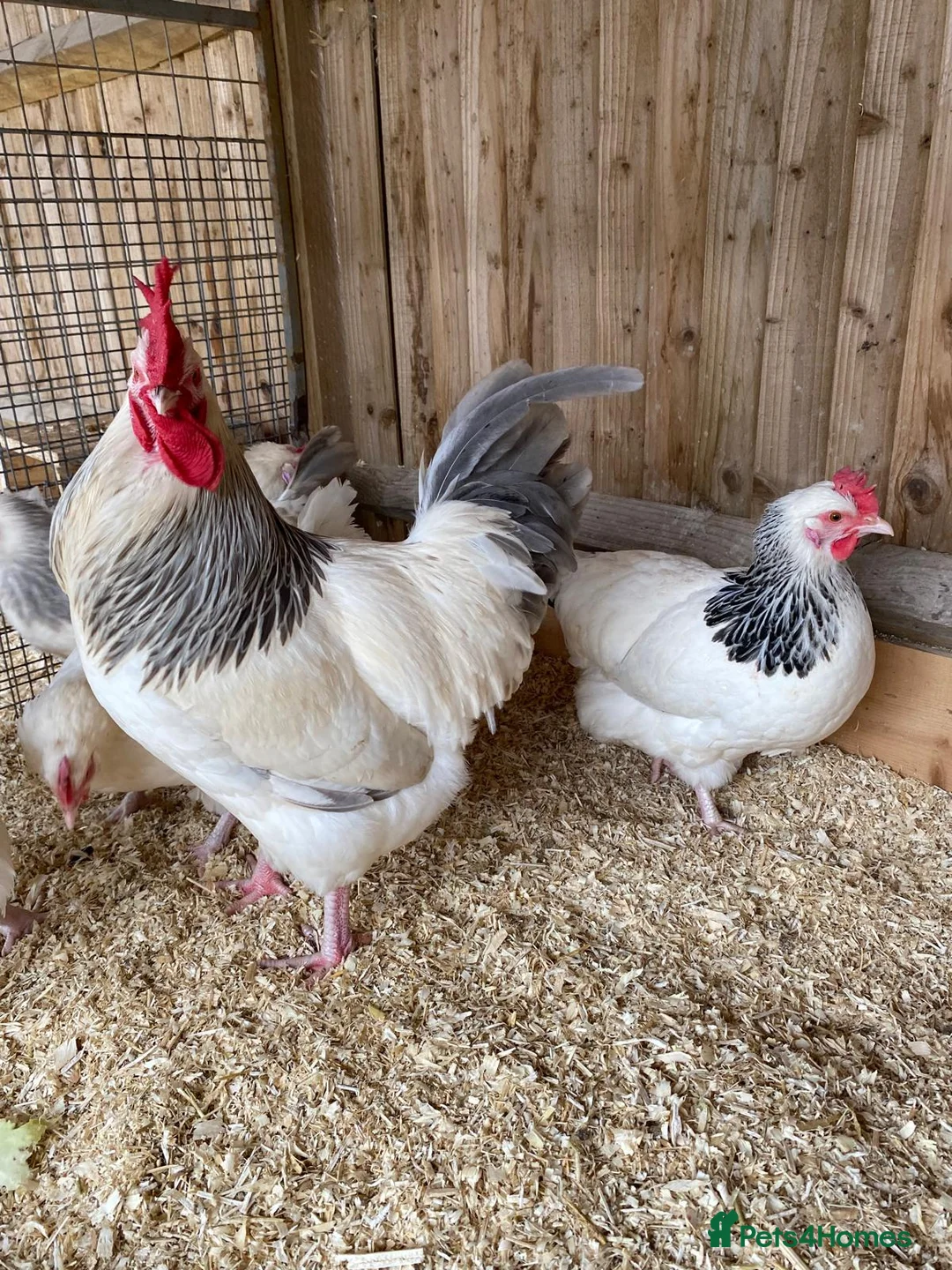 Chickens poultry for sale: 🥚Light and coronation sussex hatching eggs🥚  - Advert 2