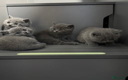 British Shorthair cats for sale: 4 Bsh kittens  - Image 2