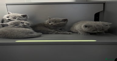 British Shorthair cats - Advert 4