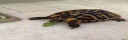 Tortoise reptiles for sale: For sale 10 year old female Hermann tortoise - Advert 6