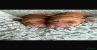 Cocker Spaniel dogs Petite girl available  - Advert 8