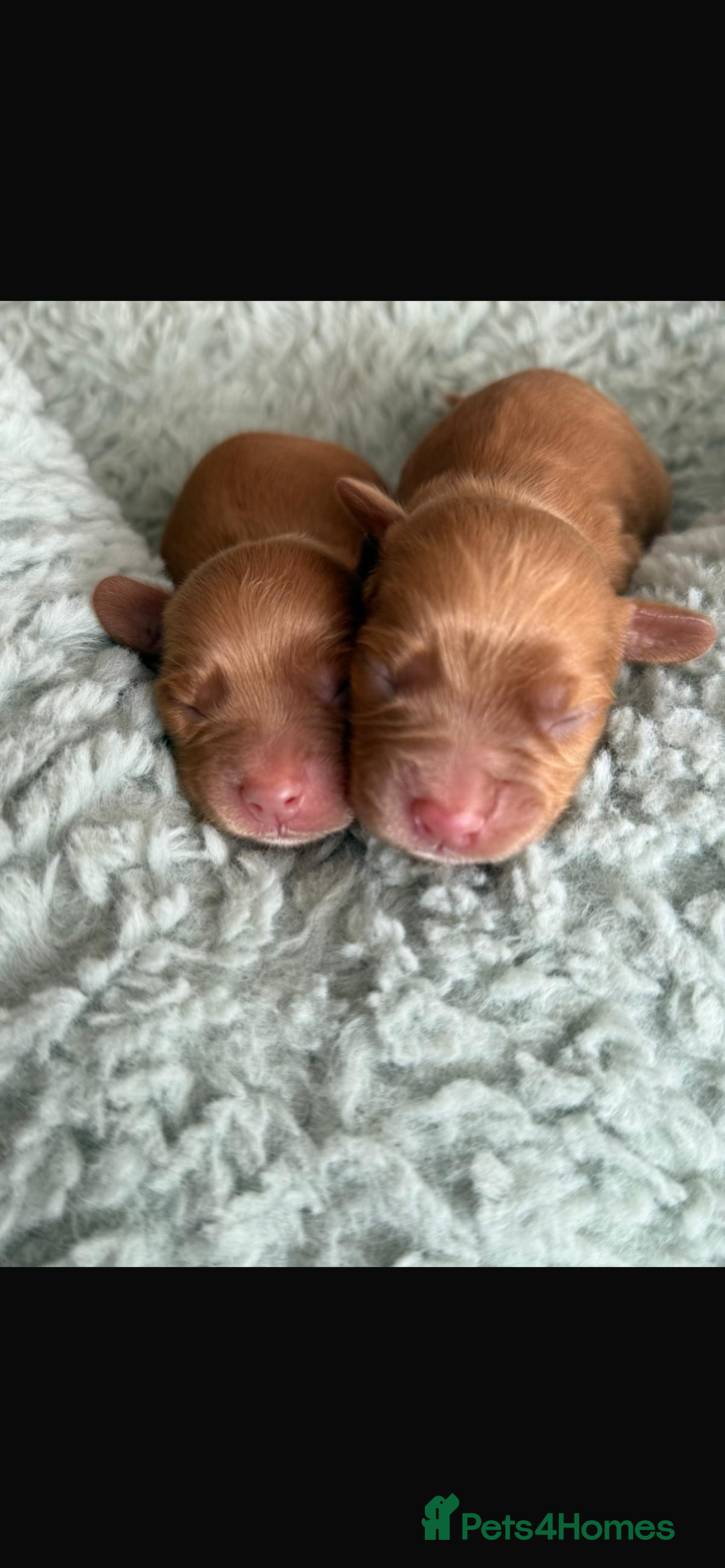 Cocker Spaniel dogs for sale: 🐶Cocker Spaniel Pups Looking for Forever Family🐶 - Image 13