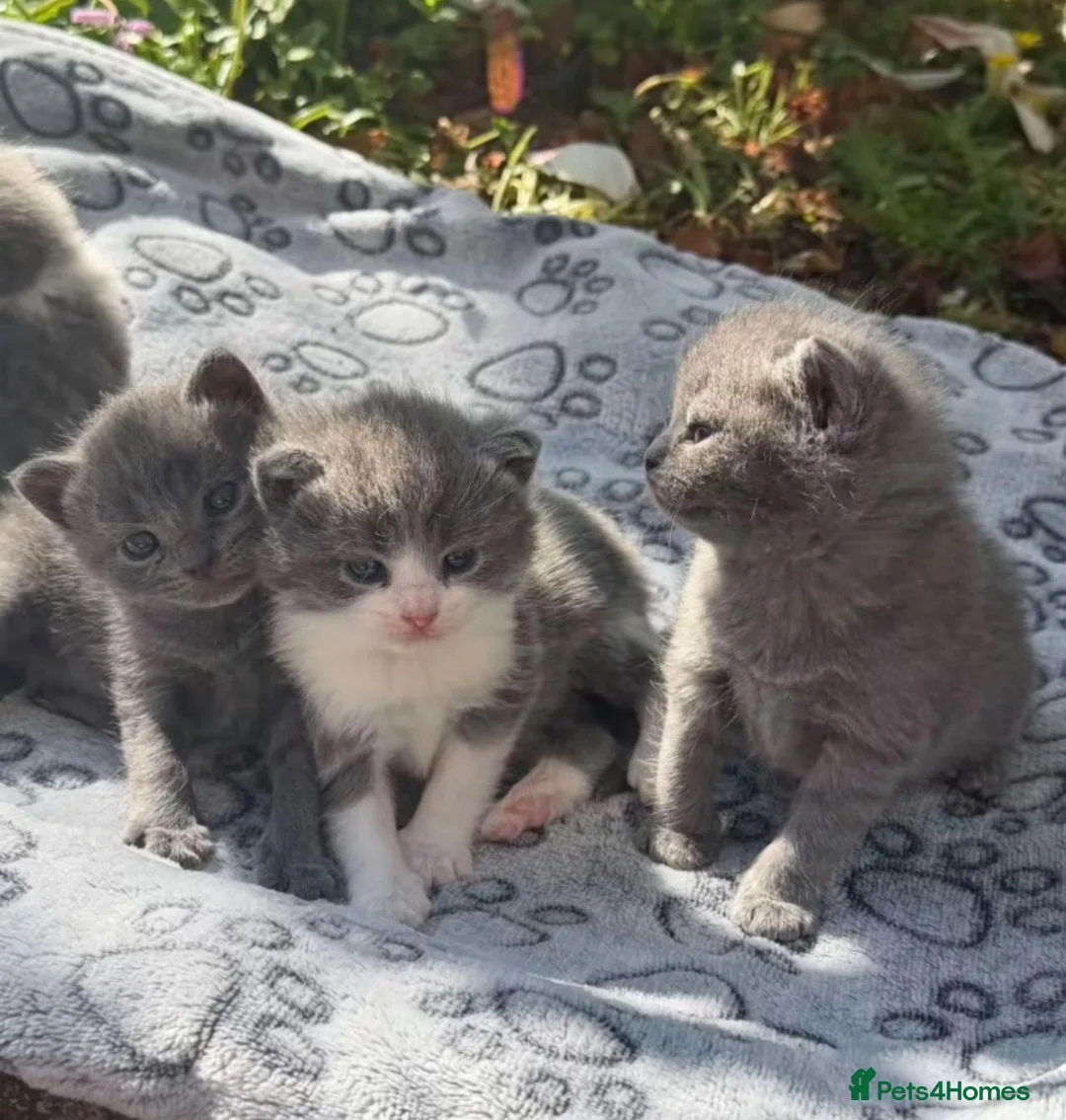 Mixed Breed cats for sale: Half British shorthair kittens  in Leeds - Advert 1