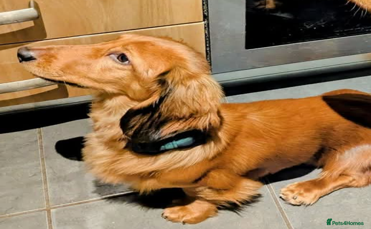 Dachshund dogs - Advert 1